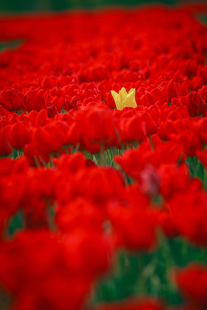 flowers in pigs 061