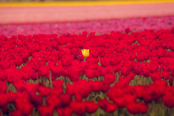flowers in pigs 069