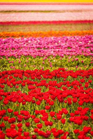 flowers in pigs 073