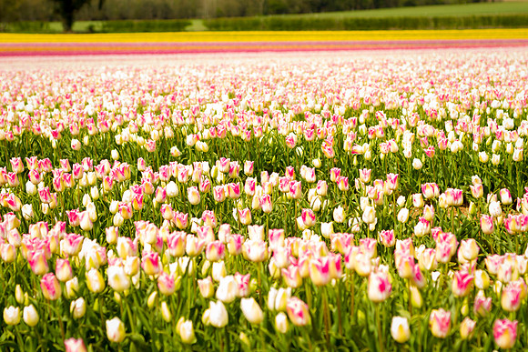 pigs in flowers 007