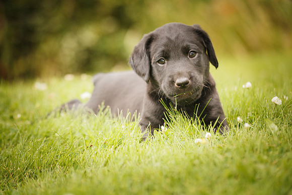 Puppies and Beer 162