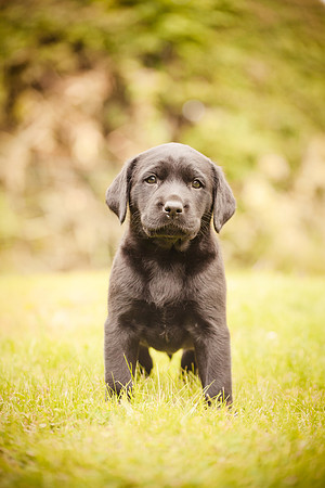 Puppies and Beer 184