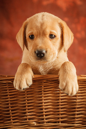 Puppies and Beer 132