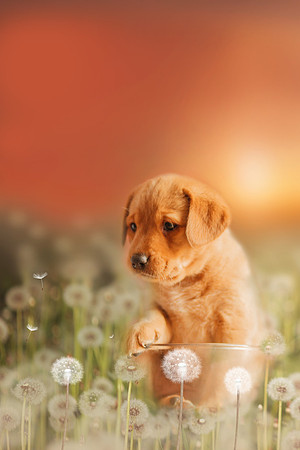 Puppies and Beer 075111