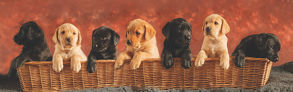 puppy basket