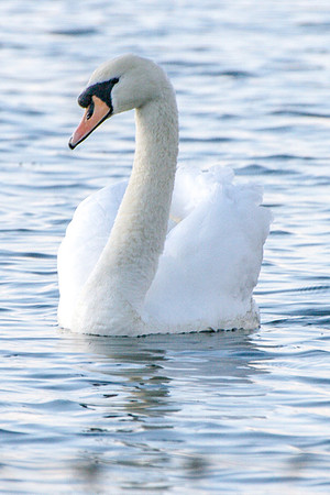birding (35)