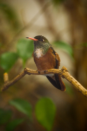 london zoo 094
