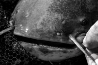 aniversary fishing catfish 066