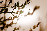 birding (1)