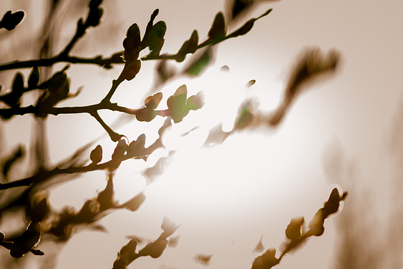 birding (1)