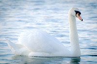 birding (41)