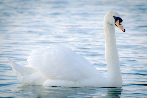 birding (41)