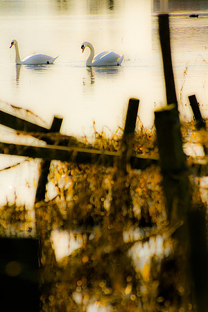 birding (67)