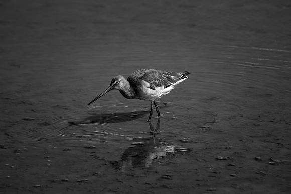 birds rspb 025