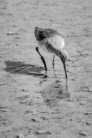 birds rspb 027