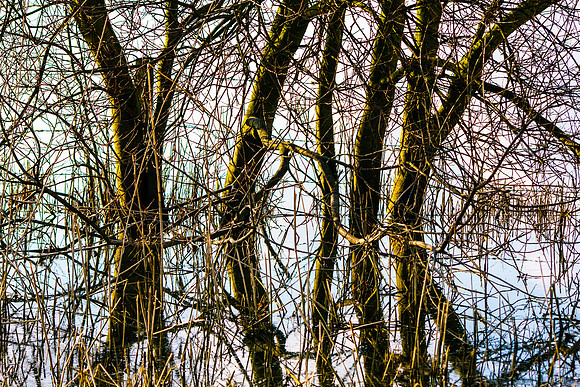birding (85)