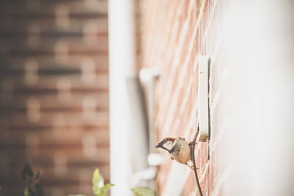 my house Sparrows  079