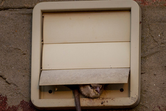 SParrows 051