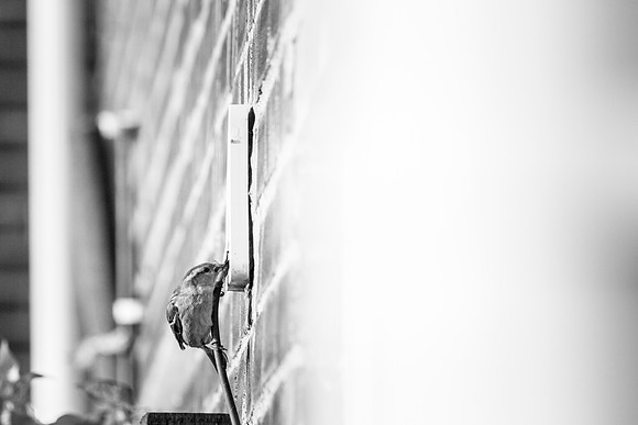 SParrows  126