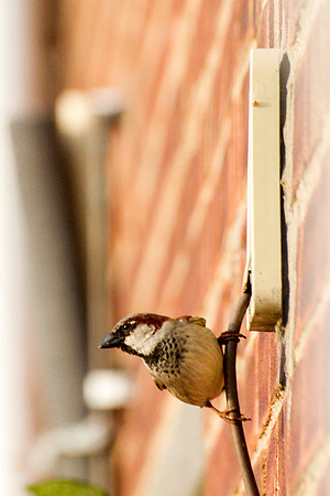 House Sparrows