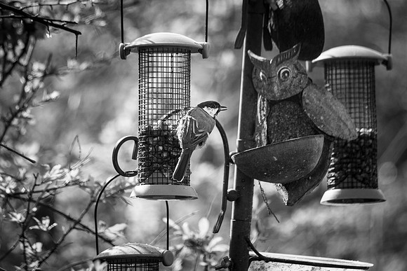 birds at dads