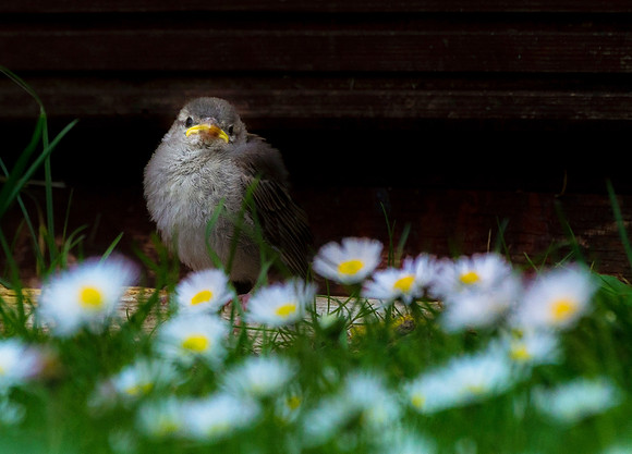 baby sparrow (2)