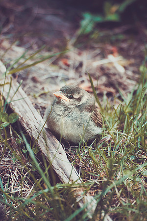 baby bird 041_1