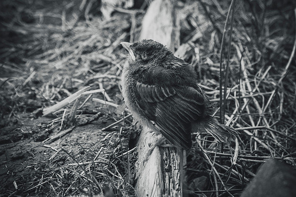 bw baby sparrow