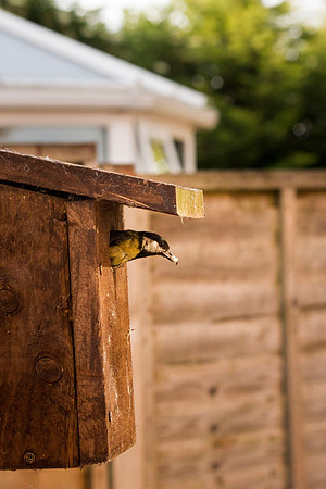 jim billy leons best bird shot 099billy