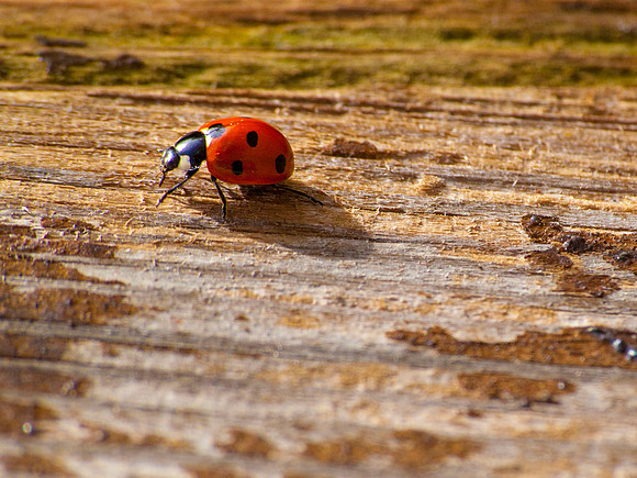 Nigel Leon and a ladybird 026