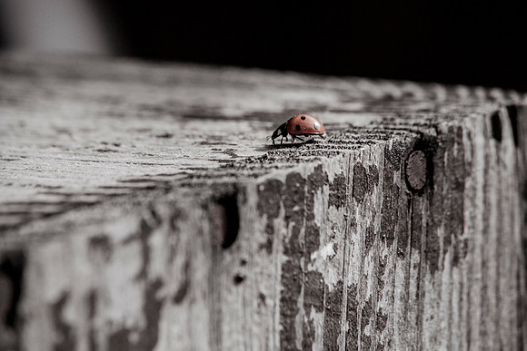Nigel Leon and a ladybird 028