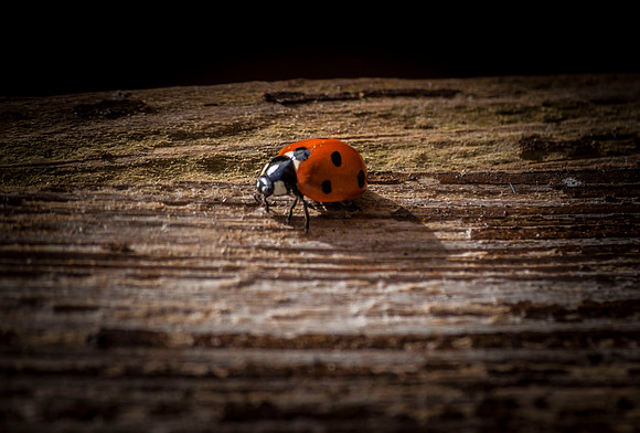 Nigel Leon and a ladybird 023