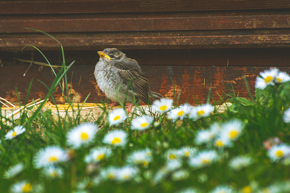snow and baby bird 025_1